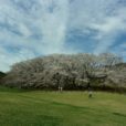 「根岸森林公園」の桜を観に行きました！桜山も満開です！森林公園の桜のお花見スポットをまわってきました！（23年3月24日撮影）