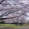 湘南・桜がキレイな公園10選。子供とお花見!  遊びながら桜を楽しめる公園を地元ママが集めました［藤沢・茅ヶ崎・平塚・寒川町］【2023年版】※写真・情報追加しました！
