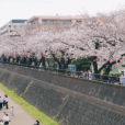 柏尾川プロムナードの桜は、約７００本もの桜が立ち並びます。夜にはぼんぼりのライトアップ、桜開花期間は出店も立ち並び、賑やかな春の訪れを感じられます【戸塚駅から徒歩３分】  [ママレポ]