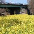 【追分市民の森・菜の花畑】旭区にある広大な菜の花畑はまさに黄色の絨毯！子供達の記念撮影などにもおすすめ。横浜市内の隠れた菜の花スポットに行ってきました。