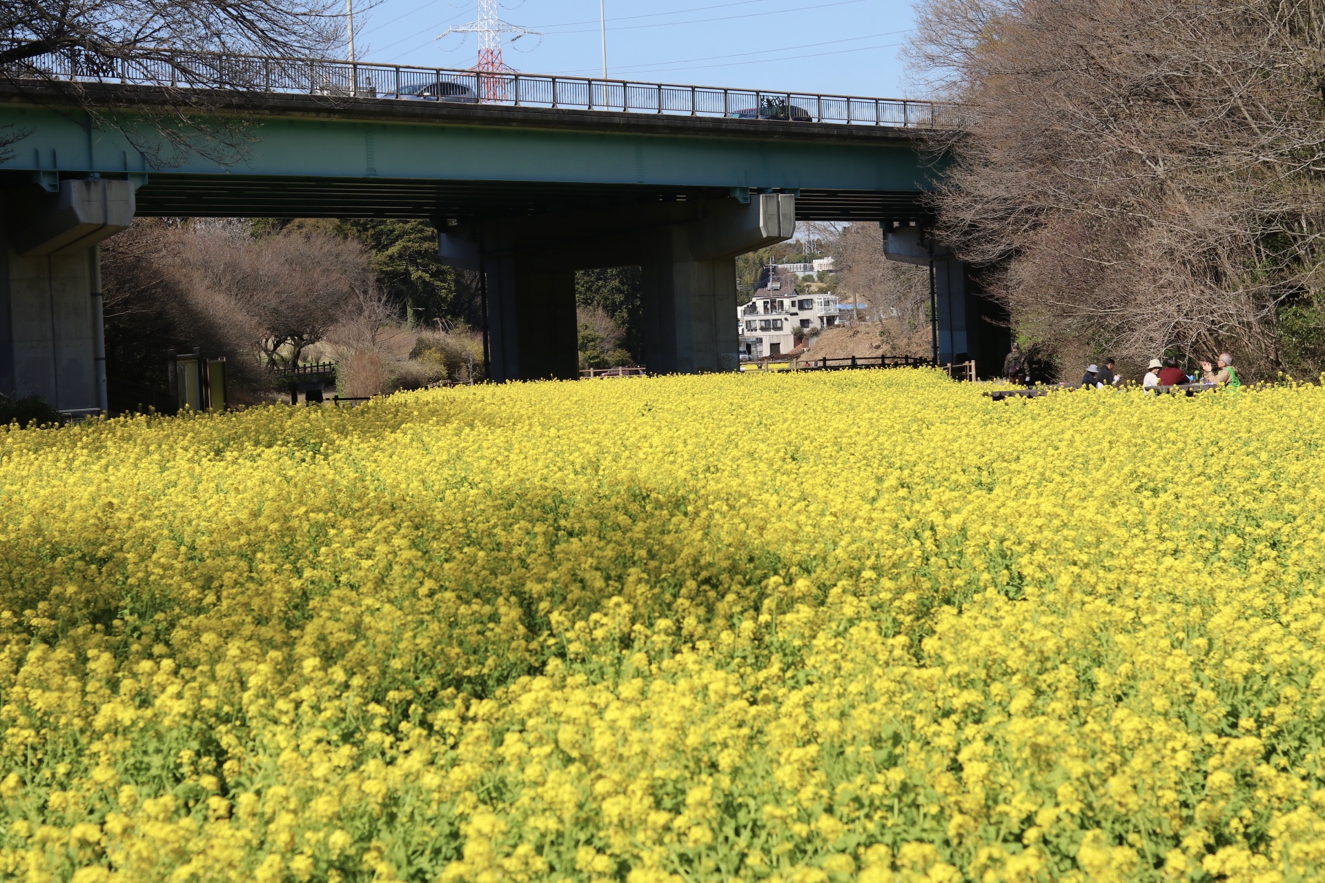追分市民の森・菜の花畑】旭区にある広大な菜の花畑はまさに黄色