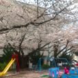 【湘南・桜レポ】藤沢駅周辺の公園をまわってきました！大道東公園・若尾山公園・東奥田公園（写真レポート2023年3月27日）
