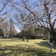 【舟地蔵公園・桜レポ（2023年3月22日）】１分咲き〜７分咲き。まだ蕾の木もあり。花壇のお花も綺麗で見頃。芝生も広々、穴場のお花見スポットです♪［藤沢市大庭］