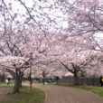 【引地川親水公園・桜レポ（2023年3月27日）】７分咲き〜満開。川沿いには、圧巻の「桜のトンネル」！広い芝生＆キッズが楽しめる遊具もあり、子連れファミリーに大人気のお花見スポットです♪［藤沢市大庭］