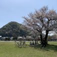 桜ケ丘公園：桜がキレイ！開放感いっぱい！春は高麗山をのぞみながら、広い芝生でゆっくりお花見♪遊具やたくさんの広場がそろう、綺麗で居心地のいい穴場公園です[平塚市]
