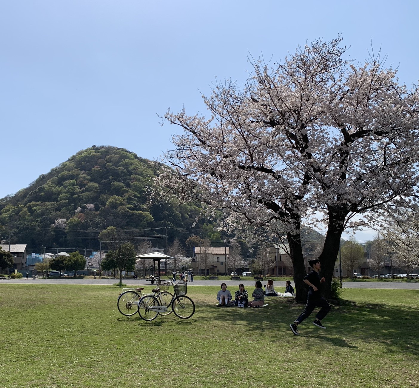 桜ケ丘公園：桜がキレイ！開放感いっぱい！春は高麗山をのぞみながら