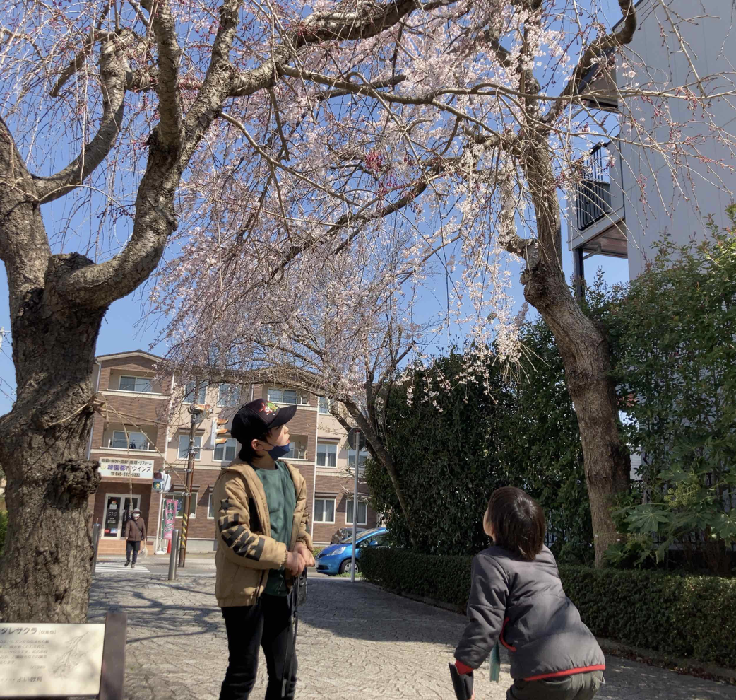 桜開花レポート2023年春:相鉄線・江ノ島線 桜スポット巡りと 桜開花レポート2023年春:相鉄線・江ノ島線 桜スポット巡りと