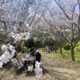 金沢自然公園の桜レポート：園内には２０００本もの桜！種類も豊富で、長い間桜が楽しめそう。動物園・大型遊具・BBQなど１日たっぷり遊べます。園内のオススメ桜スポットをレポート！（2023/3/22撮影）