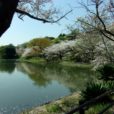 神奈川県立三ッ池公園に行ってきました！神奈川屈指の桜の名所。ネモフィラも咲き一面の青い花もきれい！ロングすべり台やアスレチック、じゃぶじゃぶ池も楽しい！色とりどりのお花と遊具が楽しい 子供たちと行ってきました （23年4月1日撮影）
