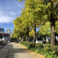 「日本大通り・山下公園通り」の銀杏並木が色づき始めました！毎年恒例の横浜の名物！12月にはイルミネーションもあります！爽やかな秋空と黄金色に輝く木々の下を親子で楽しんできました！
