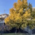 渡内北公園：大きなシンボルツリーが目印！閑静な住宅街にある小さな公園で、のんびり一息やちょっと遊びに最適です[藤沢市渡内]