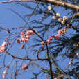 神奈川県立「保土ヶ谷公園の梅林」を見に行ってきました！2月24日には「梅まつり」も開催します！梅園の近くにはロングすべり台も！香しい梅の薫りに誘われて、親子でお花見に行ってきました！