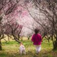 【湘南梅レポ・長久保公園】藤沢市南部の子供も楽しめる梅のお花見スポットに行ってきました！今週末のおでかけにピッタリ！！（写真レポート2024年2月15日）