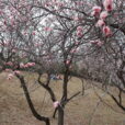 「こどもの国」の梅林を見に行ってきました！3月上旬頃まで長く楽しめる梅の花で一足早い春の訪れを感じられます！2月23日～25日には梅まつりも開催！