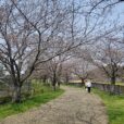 【引地川親水公園・桜レポ】残念ながらまだ1分～2分咲き。今週末～来週には美しい桜のトンネルを歩くことができそう♪ （写真レポート2024年4月2日）