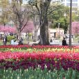 【横浜公園チューリップ開花情報2024】約１０万本のチューリップが咲き誇ります。カラフルに広がる一面のチューリップ！子供の記念撮影にもおすすめです。【2024年4月2日写真レポート】