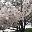 【清水ヶ丘公園2024年桜開花情報】丘の上の大きな公園！桜の穴場スポットです！高台からの見晴らしがよく電車も見える！チューリップなどの春の花々も美しい運動公園です。（2024年4月7日写真レポート）