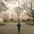 【幸ケ谷公園2024年桜開花情報】桜の名所の駅近い公園。電車も見える！公園全体が桜色に包まれます！（2024年4月4日写真レポート）