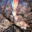 【大岡川2024年桜開花情報】横浜市内の桜の名所大岡川。お花見散歩にピッタリです。【2024年4月2日写真レポート】
