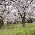 引地台公園の桜ほぼ満開！曇り空でもお散歩は気持ちいい[大和市、写真レポ]