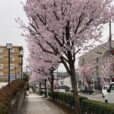 新たな桜の名所に？いずみ野駅前の通りが桜一色になりました[いずみ野駅、写真レポ]