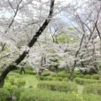 三ツ沢公園の桜山が満開！散り始めているので桜観賞はお早めに[写真レポート 2024年4月8日現在]