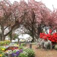 【菊名桜山公園】200本の八重桜が見ごろを迎えています！桜の終わりの八重桜を楽しめる秘境スポットに行ってきました！【2024年4月20日写真レポート】