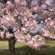 【根岸森林公園2024年桜開花情報】早咲きの桜は満開です！ソメイヨシノも開花を確認！桜山も今週末には期待できそう！お花見ができる日ももうすぐです！【2024年4月2日写真レポート】