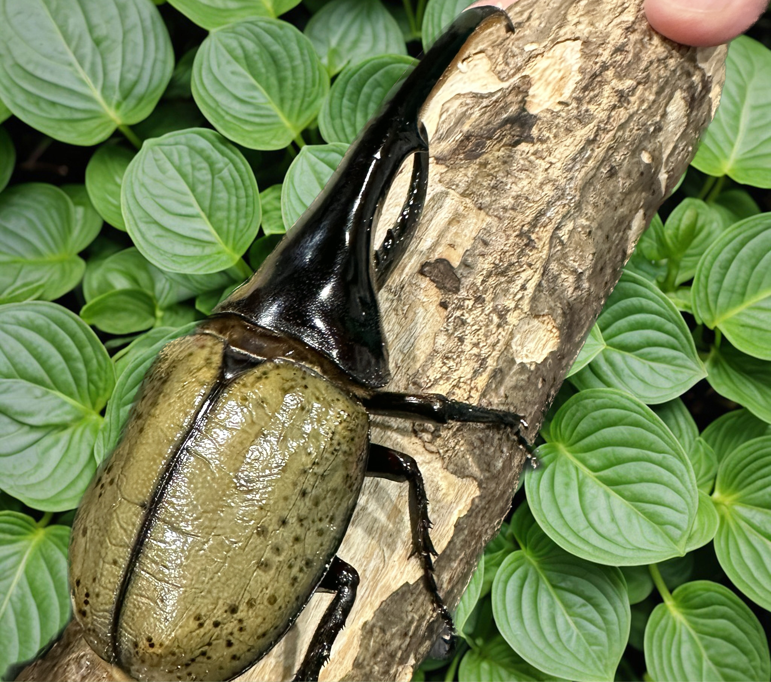 昆虫標本(1つ1100円) 強い