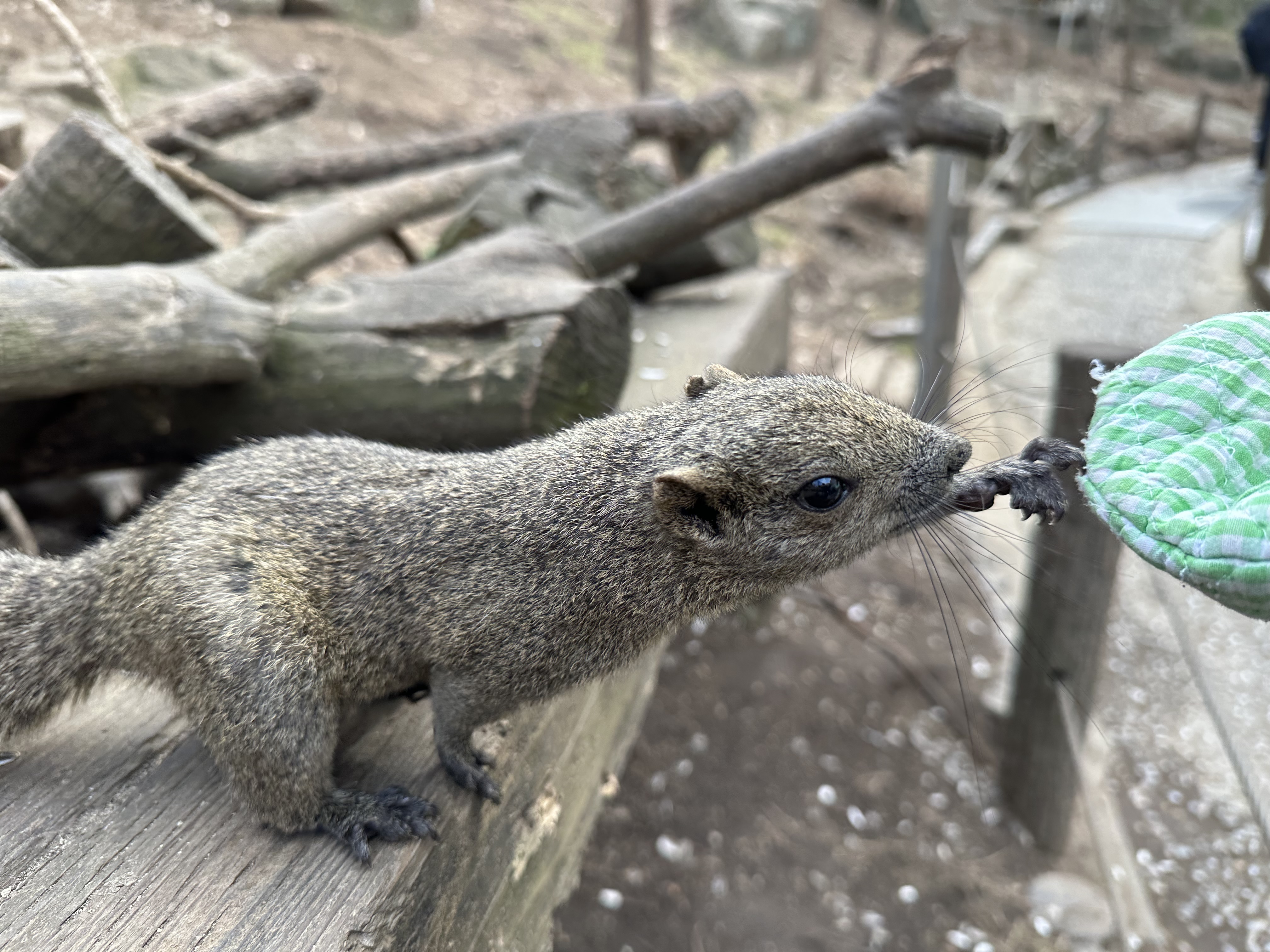 町田リス園】動物とのふれあいが大好きな子供たちにおすすめ！リスたち