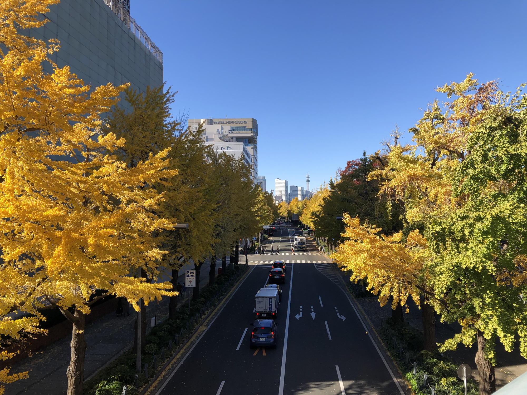日本大通り」＆「山下公園前通り」の銀杏並木が見頃です！（2024