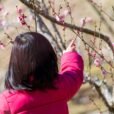 梅まつり・桜まつり：湘南エリア＋県内周辺エリア　1時間ほどで行ける梅まつり・桜まつり情報集めました！子どもと一緒に春を見つけに行こう♪【2025年版】