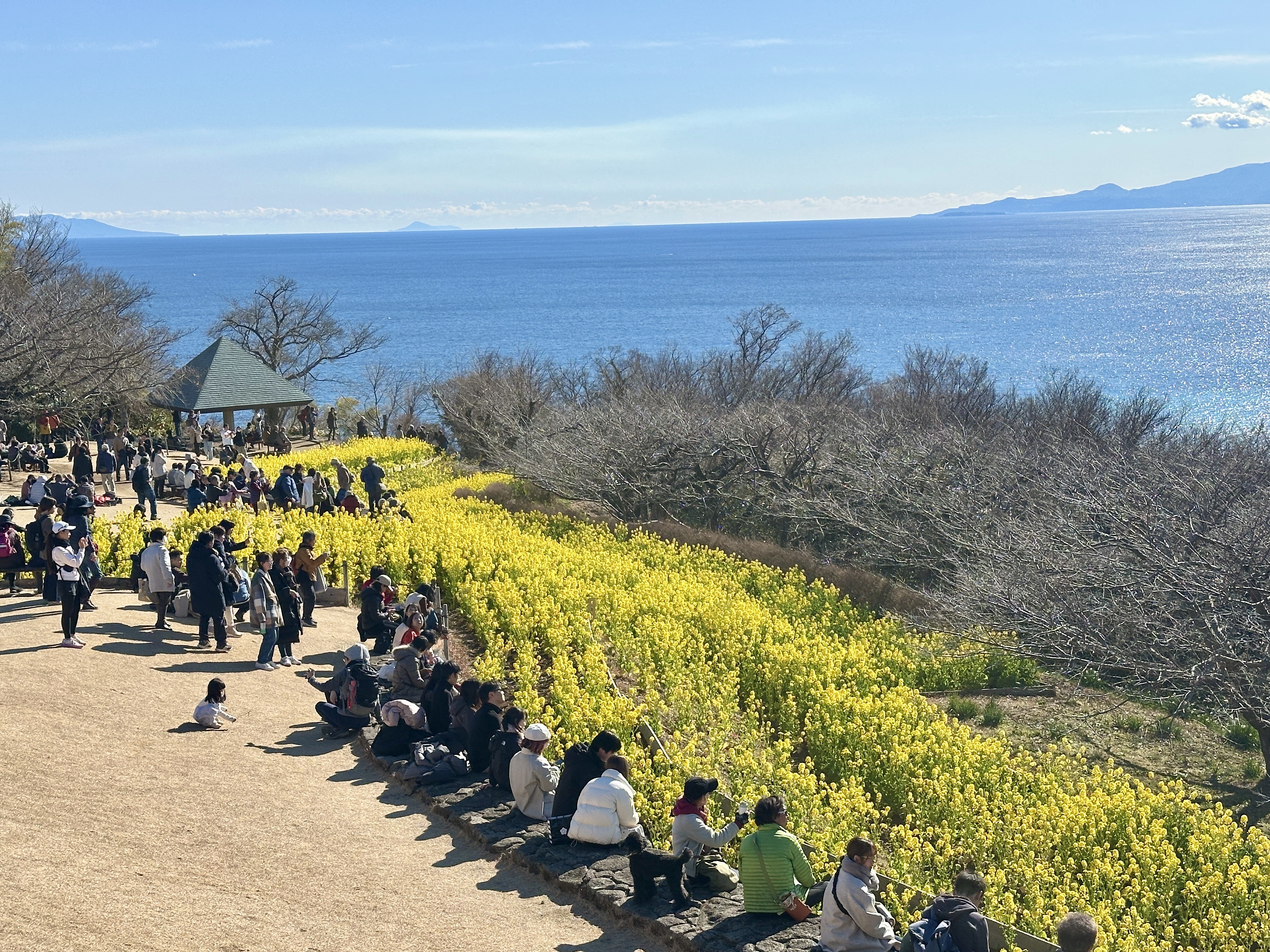 菜那号様　確認ページ 吾妻山公園 菜の花 開花状況】現在見頃を迎えています！素晴らしい眺望