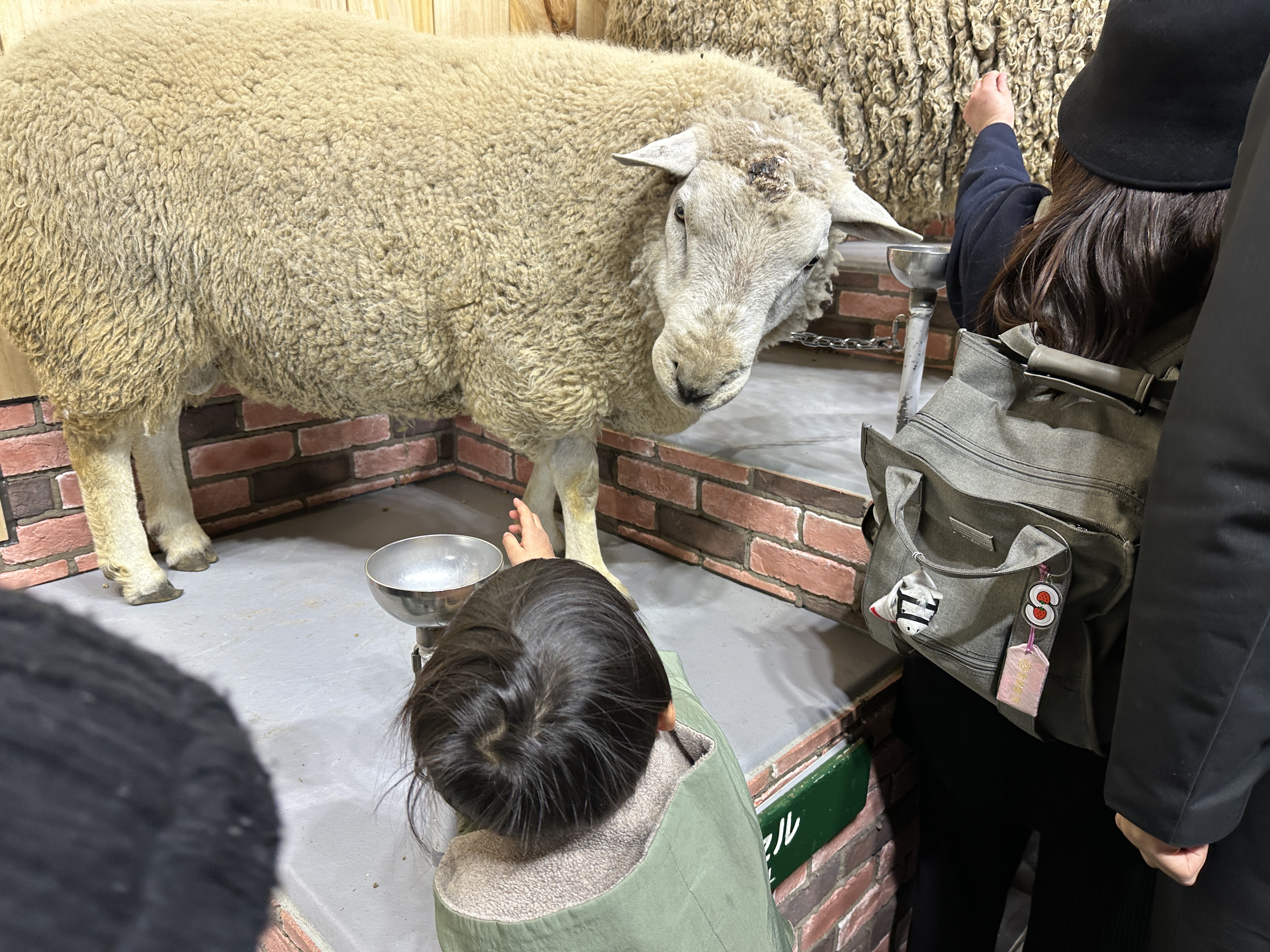 GWのお出かけに！【マザー牧場】大人気のヒツジショーや、至近距離での