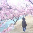 梅まつり・桜まつり：湘南エリア＋県内周辺エリア　1時間ほどで行ける梅まつり・桜まつり情報集めました！子どもと一緒に春を見つけに行こう♪【2026年版】※スポット追加！