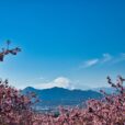 21-22日開催/【大井里山花まつり】早咲き桜と雪化粧した富士山のコラボレーションを見に行こう！キッチンカーや模擬店、ステージショーなど、当日参加も楽しい時間を♪お山のひなまつりも開催中[2026年2月21日(土)-22日(日)：神奈川県大井町]