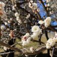 保土ケ谷公園で梅の花が開花！満開のときには梅まつりも[星川駅・和田町駅、2月21日]