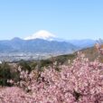 21-22日開催/【大井里山花まつり】早咲き桜と雪化粧した富士山のコラボレーションを見に行こう！キッチンカーや模擬店、ステージショーなど、当日参加も楽しい時間を♪お山のひなまつりも開催中[2026年2月21日(土)-22日(日)：神奈川県大井町]