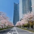 みなとみらいで春を楽しもう！約100本の桜並木とパレードが楽しめる「みなとみらい21さくらフェスタ2026」[西区、3月21日〜29日]