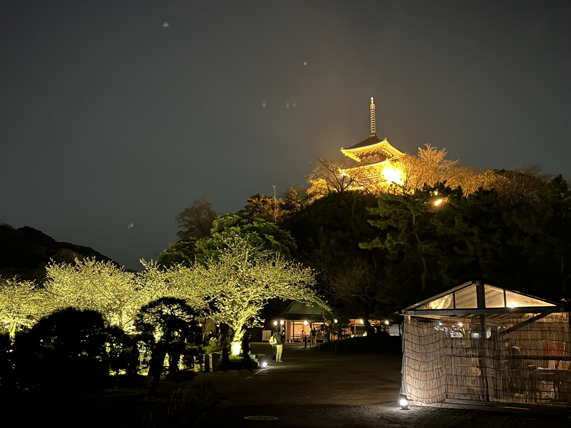 三渓園」の夜桜を観に行ってきました！桜の時機到来！「桜ライトアップ