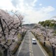 車で通りたい桜の並木道　旭区・若葉台の桜並木が今年も満開になりました[写真レポ、2026年3月30日現在]