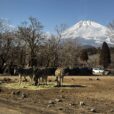 『富士サファリパーク』に行ってきました！富士山のふもと大自然の中をマイカーで探検！日本最大級のサファリパークで日帰りもできちゃう！！春休みにもおススメの場所です！【ママレポ】