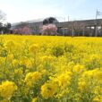 横浜市営地下鉄「川和町駅」前の菜の花が満開！桜との競演で入学写真にもおすすめ[写真レポ 3月9日現在]