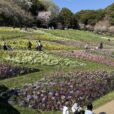 「春の里山ガーデンフェスタ」ズーラシア隣で大花壇や桜の下の芝生でお花見[写真レポ 2026年4月3日]