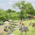 【横浜市立動物園】日本で横浜だけ！「市内に動物園が３園もある横浜市」野毛山・ズーラシア・金沢。オカピに出会えるのは国内でも横浜市だけ！