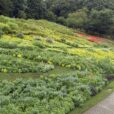 「秋の里山ガーデンフェスタ」開催　ズーラシア隣で大花壇公開や自然散策[写真レポ 2026年9月9日]