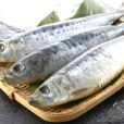 【初開催】「理系脳を育てる『魚のさばき方教室』」親子でイワシを観察して、さばいて、食べてみよう！相鉄線沿線「学びクラブ」共同企画［11/23(月祝)＠泉区ゆめが丘ソラトス］