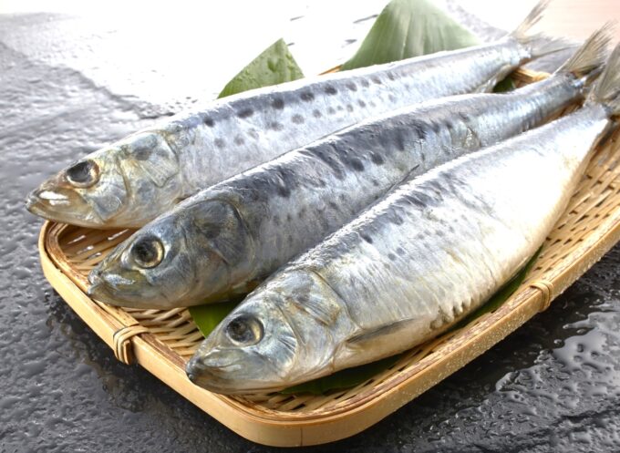 【初開催】「理系脳を育てる『魚のさばき方教室』」親子でイワシを観察して、さばいて、食べてみよう！相鉄線沿線「学びクラブ」共同企画［11/23(月祝)＠泉区ゆめが丘ソラトス］