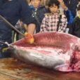 横浜市場一般開放にお出かけしてみよう！買って、食べて、体験できる穴場のおもしろスポット【横浜市中央卸売市場本場：毎週土曜日】
